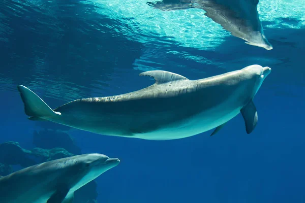 Onderwater Portret Van Gelukkig Lachend Bottlenose Dolfijnen Zwemmen Spelen Blauw — Stockfoto