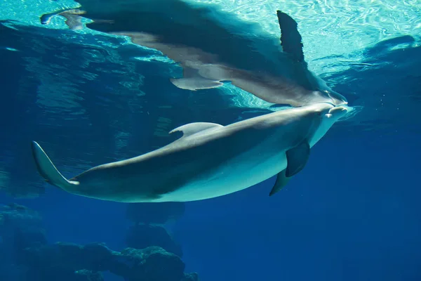 幸せな笑みを浮かべてバンドウイルカ水泳そして遊ぶ青い水の中の水中の肖像画 — ストック写真