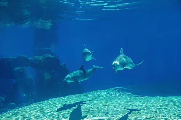 Unterwasserporträt Glücklich Lächelnder Tümmler Die Blauen Wasser Schwimmen Und Spielen — Stockfoto