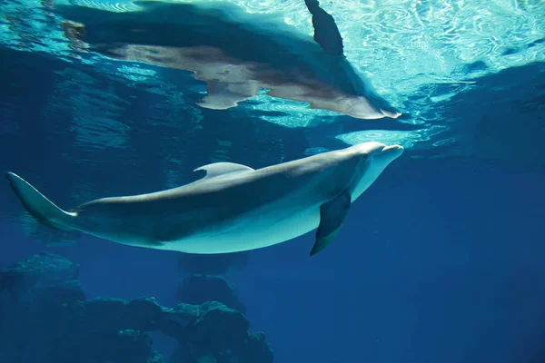 Onderwater Portret Van Gelukkig Lachend Bottlenose Dolfijnen Zwemmen Spelen Blauw — Stockfoto