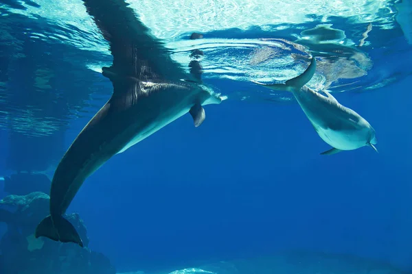 幸せな笑みを浮かべてバンドウイルカ水泳そして遊ぶ青い水の中の水中の肖像画 — ストック写真