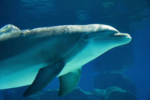 Retrato Subaquático Golfinhos Sorridentes Felizes Nadando Brincando Água Azul — Fotografia de Stock