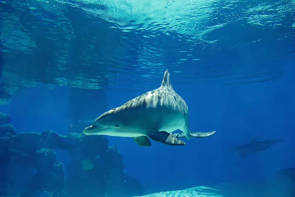 Retrato Submarino Felices Delfines Mulares Sonrientes Nadando Jugando Agua Azul — Foto de Stock