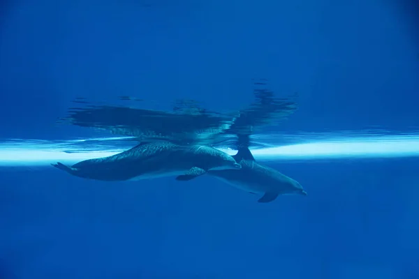 Boldog Mosolygó Palackorrú Delfinek Úszás Játék Kék Víz Víz Alatti — Stock Fotó