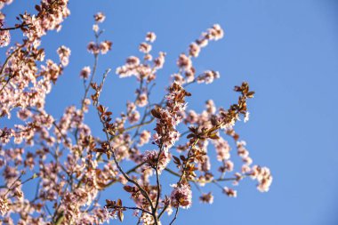 Kiraz çiçekleri bahar şube pembe çiçekler, doğal yeşil ya da gökyüzü arka plan