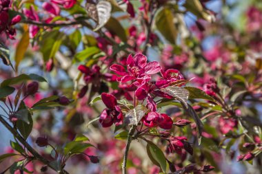 Kiraz çiçekleri bahar bir şube, koyu pembe, mor, yeşil doğal zemin üzerine çiçek üzerinde