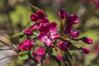 Kiraz çiçekleri bahar bir şube, koyu pembe, mor, yeşil doğal zemin üzerine çiçek üzerinde
