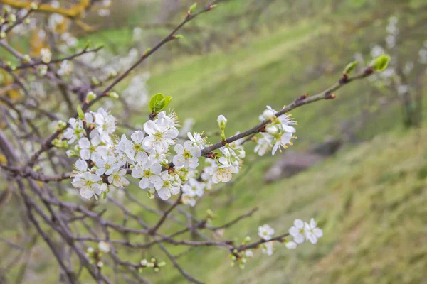 Весенняя Вишня Цветет Ветке Белые Цветы Зеленом Естественном Небесном Фоне — стоковое фото