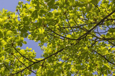 İlk bahar yumuşak yaprakları, tomurcukları ve Castanea, kestane ağacının dalları bulanık dalları ve gökyüzü arka plan karşı atış yukarıya kapatmak