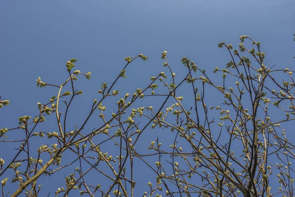 Eerste Lente Zachte Bladeren Knoppen Takken Bloei Van Ash Leaved — Stockfoto