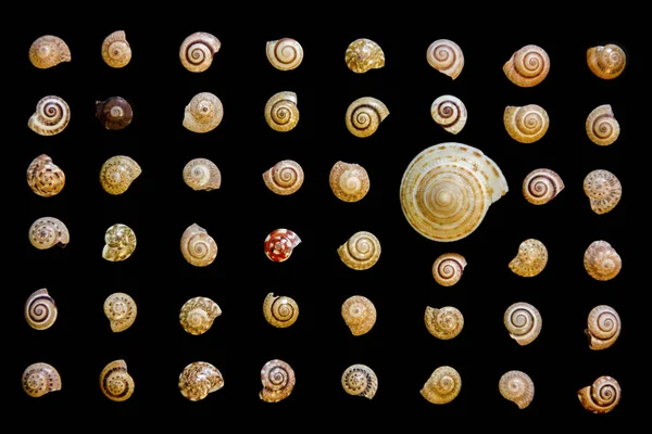 一个多样性的概念 使用不同图案和颜色的软体动物壳 贝壳被安排在黑色的背景上 — 图库照片