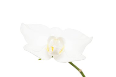 Beyaz arka plan üzerinde izole beyaz orkide çiçek yakından görmek