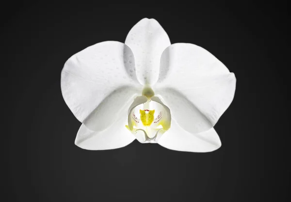 Vista Cerca Hermosa Flor Orquídea Blanca Con Gotas Rocío Phalaenopsis —  Fotos de Stock
