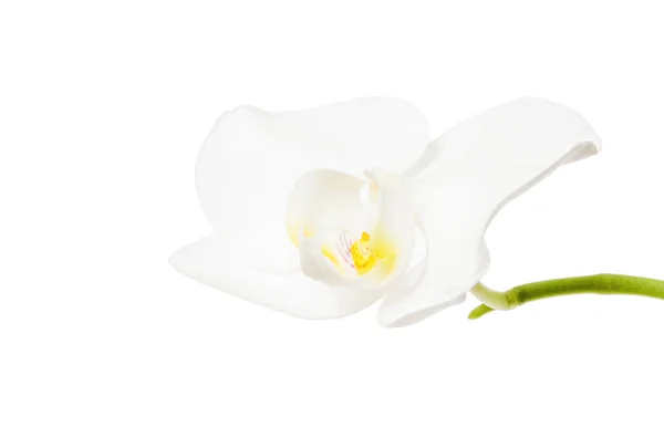 Vista Cerca Flor Blanca Orquídea Aislada Sobre Fondo Blanco — Foto de Stock