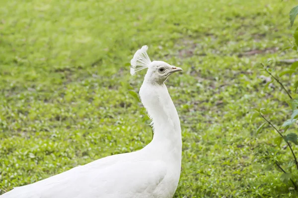 Zblízka Hlavu Krásného Bílého Páva — Stock fotografie