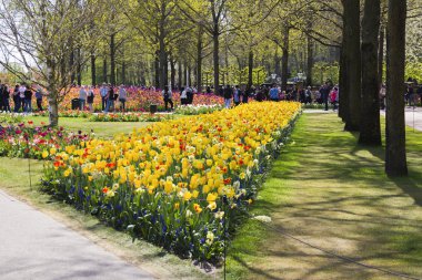 Keukenhof, Lisse, Hollanda - 18 Nisan 2019: Hollanda'nın dünyanın en büyük çiçek ve lale bahçe parkı olan Keukenhof parkının farklı köşelerine bakış. Hollanda'nın en popüler yerlerinden biri