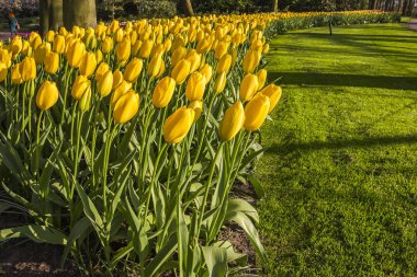 Keukenhof, Lisse, Hollanda - 18 Nisan 2019: Hollanda'nın dünyanın en büyük çiçek ve lale bahçe parkı olan Keukenhof parkının farklı köşelerine bakış. Hollanda'nın en popüler yerlerinden biri