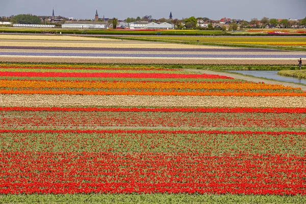 Hermoso Campo Holandés Multicolor Jacinto Flores Tulipán Primavera Los Países — Foto de Stock