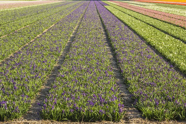 Hermoso Campo Holandés Multicolor Jacinto Flores Tulipán Primavera Los Países — Foto de Stock