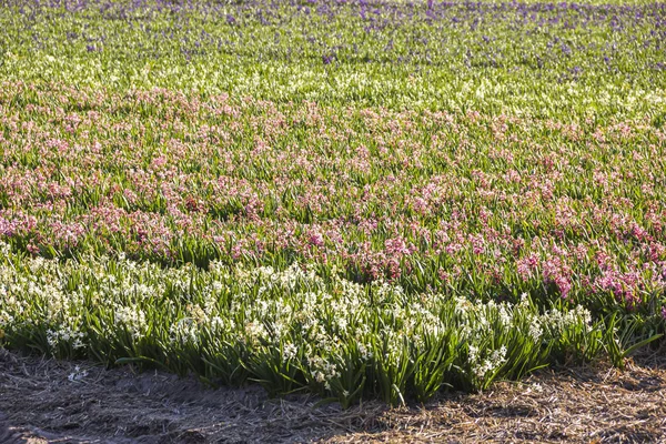 Hermoso Campo Holandés Multicolor Jacinto Flores Tulipán Primavera Los Países — Foto de Stock