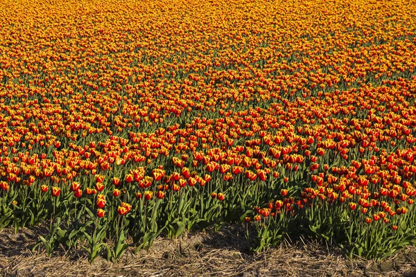 Lindo Campo Flores Tulipa Remar Vermelho Amarelo Holandês Primavera Países — Fotografia de Stock