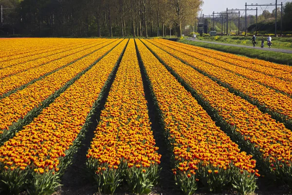 Hermoso Campo Holandés Rojo Amarillo Flores Tulipán Remo Primavera Los — Foto de Stock