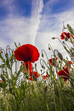 Bahar çayırve bir arka plan olarak gökyüzü üzerinde çiçeklenme kırmızı haşhaş çiçekleri