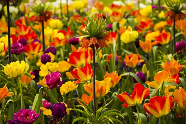 Krásný Holandský Pestrobarevný Jiný Druh Odrůda Hnízdí Tulipán Jarním Čase — Stock fotografie