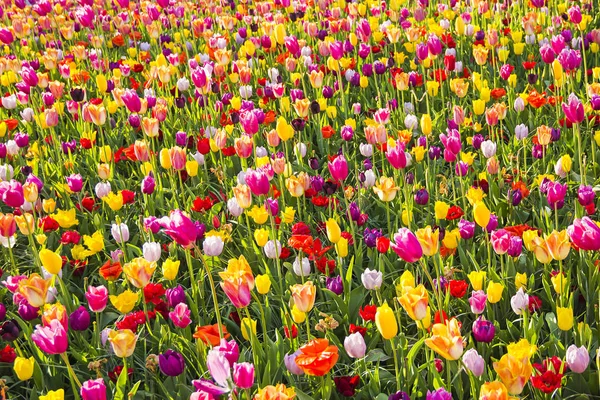 Beau Néerlandais Multicolore Différent Genre Variété Races Champ Fleurs Tulipes — Photo