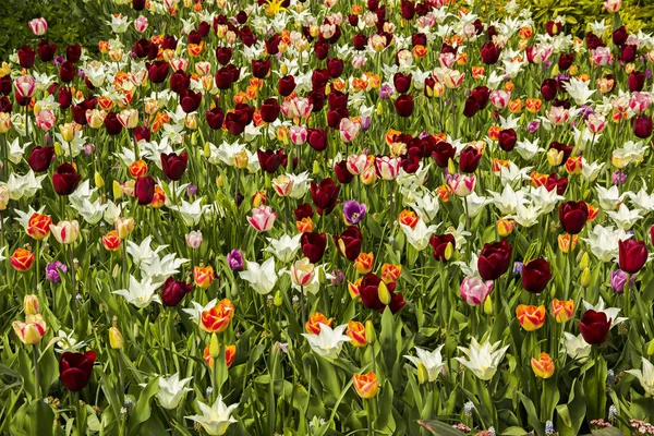 Beau Néerlandais Multicolore Différent Genre Variété Races Champ Fleurs Tulipes — Photo