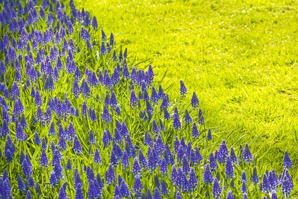 Hermoso Campo Flores Muscari Azul Holandés Cama Flores Primavera Los — Foto de Stock