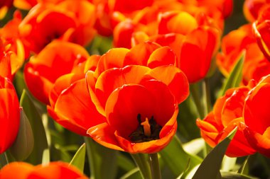 Bahar aylarında özel (tür, çeşitli) doğurmak alan güzel Hollanda kırmızı lale çiçekleri, Hollanda (Hollanda), Keukenhof, Lisse