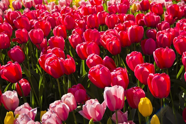 Krásný Holandský Pestrobarevný Jiný Druh Odrůda Hnízdí Tulipán Jarním Čase — Stock fotografie