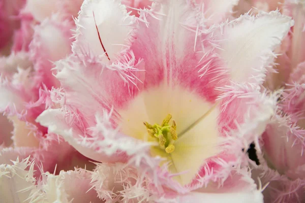 Hermosas Flores Tulipán Blanco Rosado Holandés Campo Raza Especial Tipo — Foto de Stock