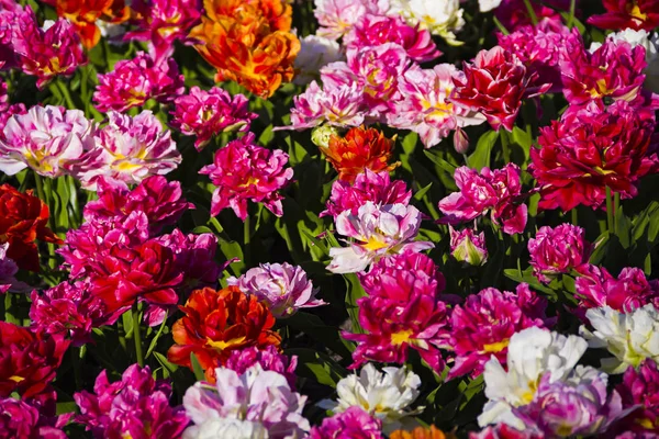 Krásný Holandský Pestrobarevný Jiný Druh Odrůda Hnízdí Tulipán Jarním Čase — Stock fotografie