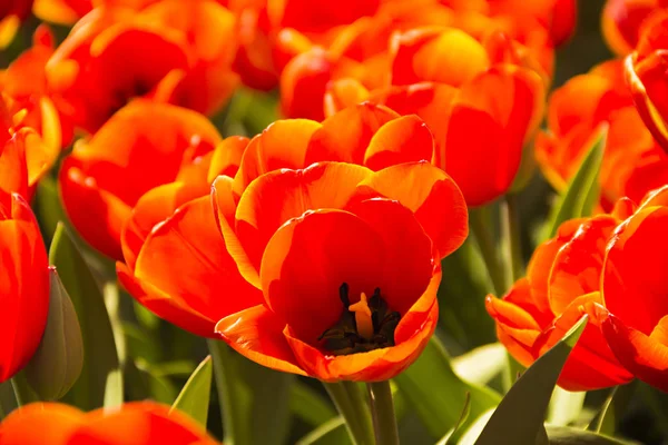 Belles Fleurs Tulipes Rouges Hollandaises Race Spéciale Genre Variété Champ — Photo