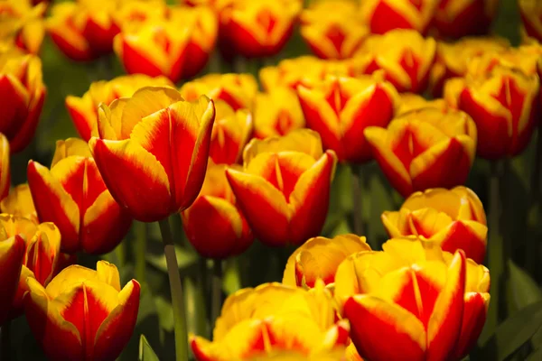 Překrásné Holandské Červené Tulipané Květy Speciálního Druhu Varianního Plemene Jarním — Stock fotografie