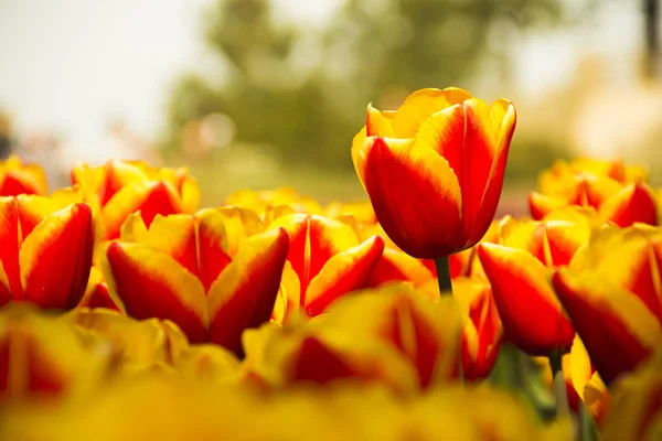 Belles Fleurs Tulipes Jaunes Rouges Hollandaises Champ Race Spéciale Genre — Photo