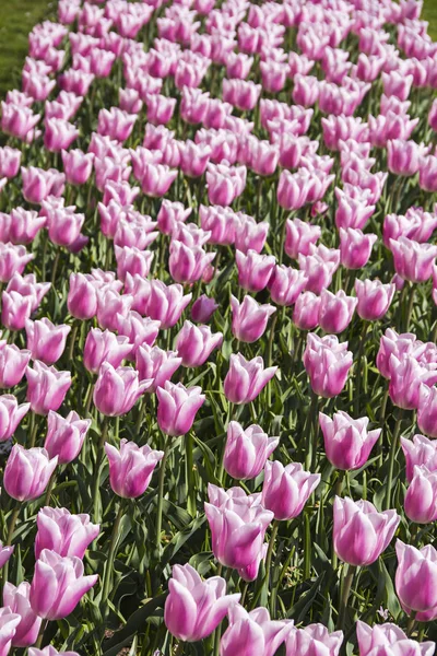 Belles Fleurs Tulipes Blanches Roses Hollandaises Race Spéciale Genre Variété — Photo