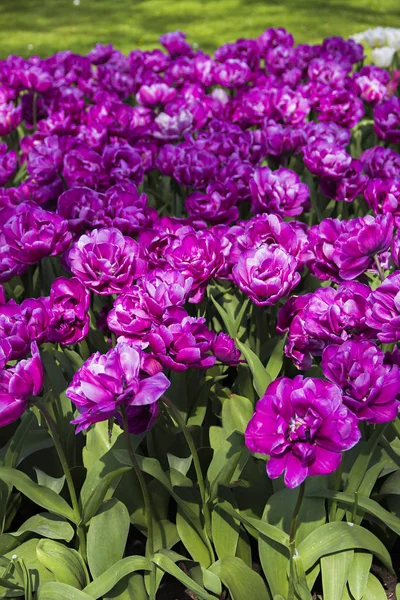 Krásný Holandský Fialový Tulipánský Květ Druh Odrůda Jarním Čase Nizozemsko — Stock fotografie