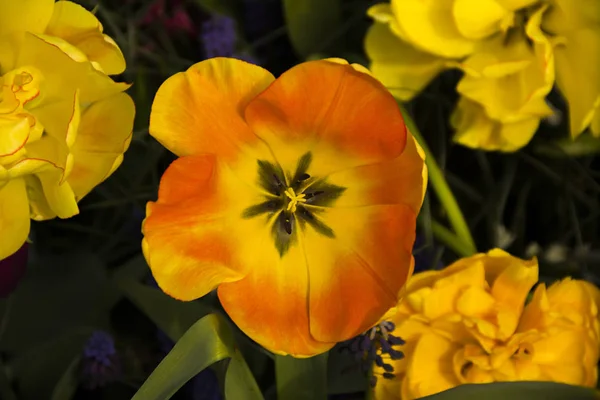 Mooie Nederlandse Rode Gele Tulpen Bloemen Van Speciale Soort Verscheidenheid — Stockfoto