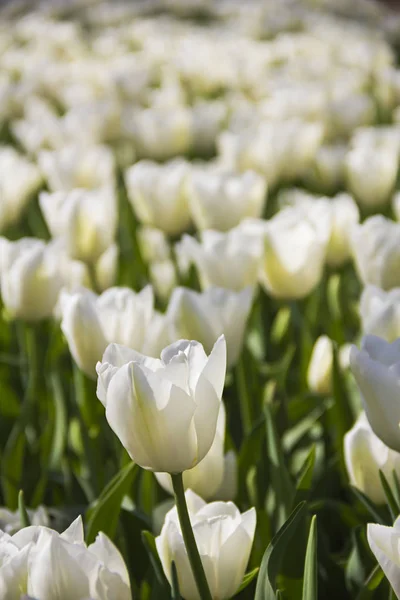 Krásný Holandský Bílý Tulipán Květiny Speciálního Druhu Varianního Plemene Jarní — Stock fotografie