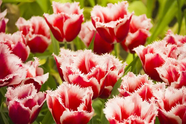 Hermosas Flores Tulipán Blanco Rosado Holandés Campo Raza Especial Tipo —  Fotos de Stock