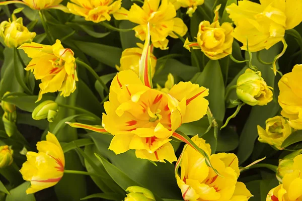 美丽的荷兰红黄郁金香花的特殊 品种领域在春天 库肯霍夫 — 图库照片