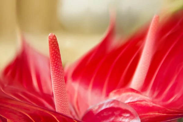 Hermosas Flores Anturio Rojo Holandés Raza Especial Tipo Variedad Primavera — Foto de Stock