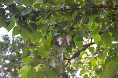 Kavak tüyü. Alerjiler Poplar Fluff 'ın suçu değil. Yaz mevsimi bir kavak tüyüyle başlar.. 