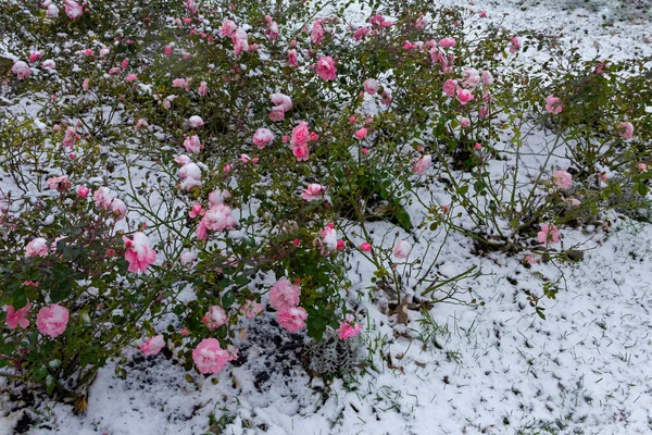 初雪下粉红的玫瑰丛 — 图库照片