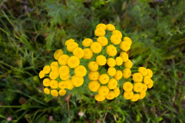 Detailní Záběr Žlutých Tanzistických Květů Tanacetum Vulgare Běžná Tansy Hořký — Stock fotografie