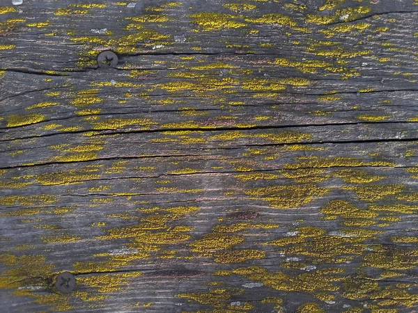 Golden Yellow Shield Lichen Closeup Old Wood Boards Surface Background — Stock Photo, Image