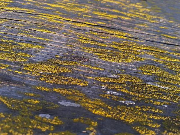 金黄色护盾Lichen Closeup Old Wood Board Surface Background — 图库照片